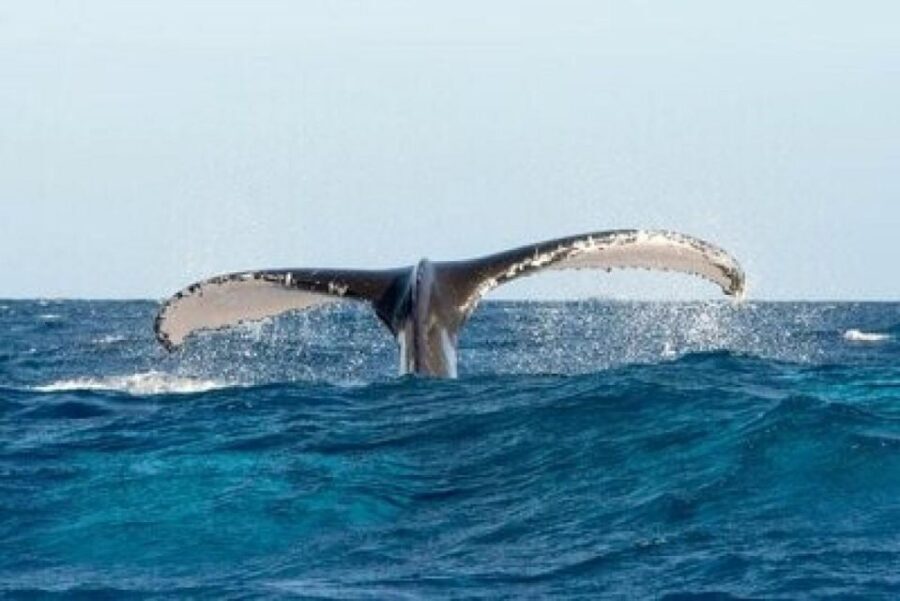 From Punta Cana: Whale Watching and Montana Redonda Tour - Should you book the Whale Watching and Montaña Redonda tour?