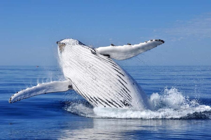 From Punta Cana: Whale Watching and Montana Redonda Tour - Punta Cana to Miches: the day’s real rhythm