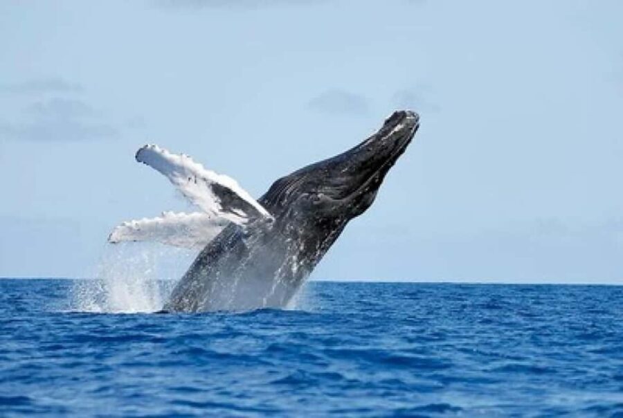From Punta Cana: Whale Watching and Montana Redonda Tour - Lunch on the mountainside: food with a view, not just a checkbox