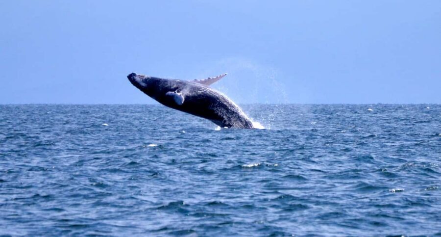 From Punta Cana: Whale Watching and Montana Redonda Tour - Riding back through authentic Dominican Republic roads