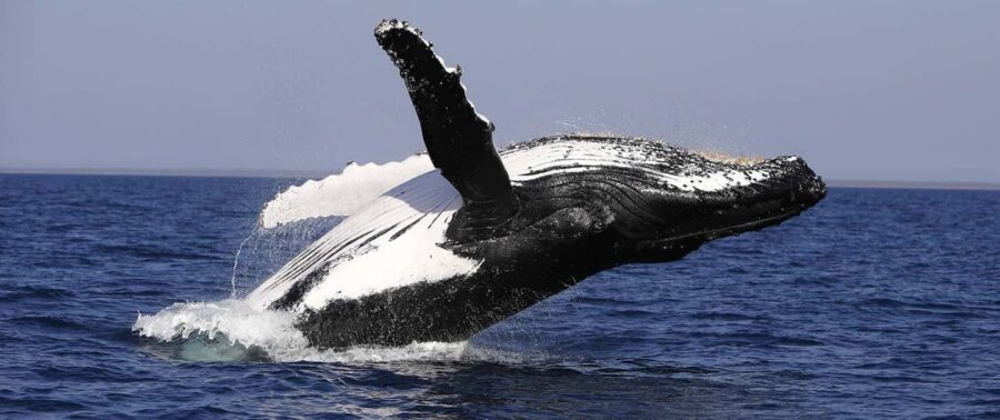 From Punta Cana: Whale Watching and Montana Redonda Tour - Timing, comfort, and what to bring (so the day feels good)