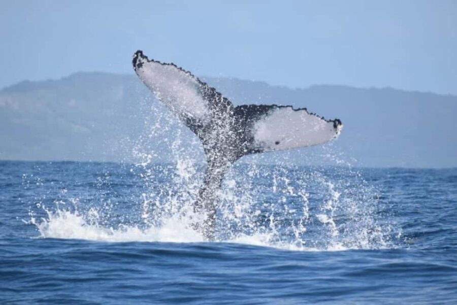 From Punta Cana: Whale Watching and Montana Redonda Tour - Price and value: is $210 per person worth it?