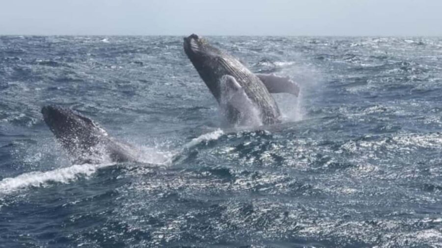 From Punta Cana: Whale Watching and Montana Redonda Tour - Who should book this day trip
