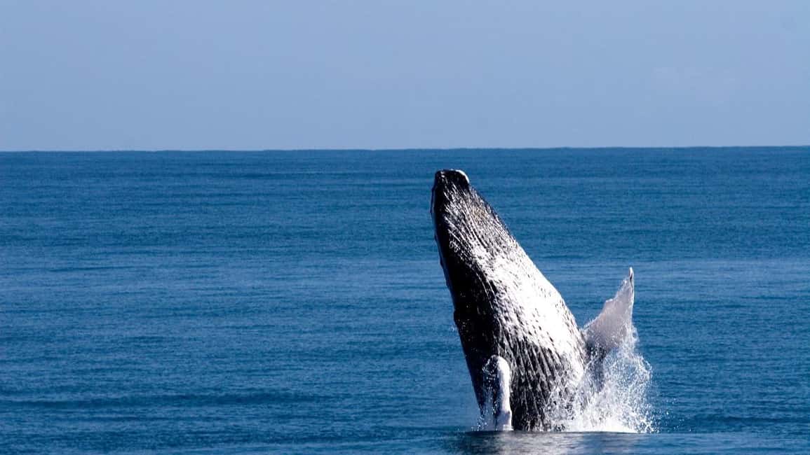 From Punta Canta: Whale Watching Cruise with Cayo Levantado - Key points at a glance