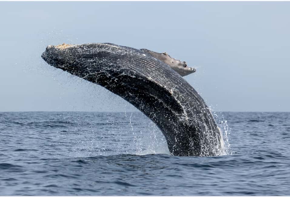 From Punta Canta: Whale Watching Cruise with Cayo Levantado - From Punta Canta to Las Cañitas Dock: Why the journey matters