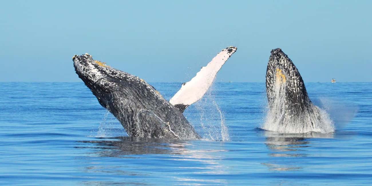 From Punta Canta: Whale Watching Cruise with Cayo Levantado - Whale Watching Sanctuary: What you can realistically expect