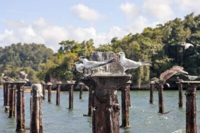From Samana: Los Haitises Boat and Walking Tour with Lunch - The boat cruise through mangroves and islets