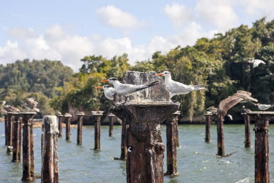 From Samana: Los Haitises Boat and Walking Tour with Lunch - Mangroves and islets: where the wildlife spotting actually happens