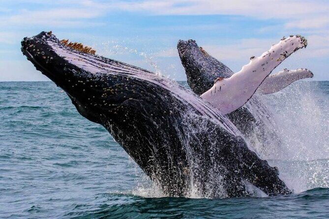 Full Day Bacardi Whale Watching - End Season March 30th - Key highlights at a glance