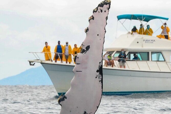 Full Day Bacardi Whale Watching - End Season March 30th - The end-of-season timing you should know (March 30 vs April 1)