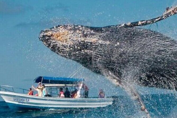 Full Day Bacardi Whale Watching - End Season March 30th - Whale sanctuary stop: what “about 45 minutes” feels like on the water