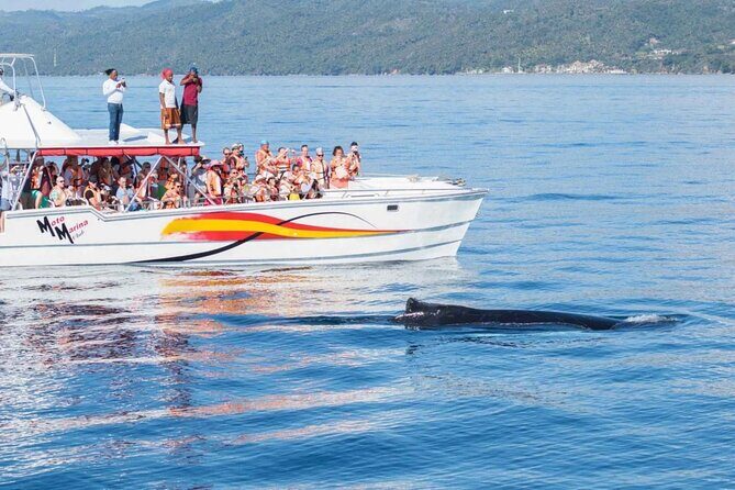 Full Day Bacardi Whale Watching - End Season March 30th - Cayo Levantado (Bacardi Island): lunch, chairs, and swim time