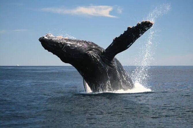 Full Day Bacardi Whale Watching - End Season March 30th - Value and pricing: is $165 worth it?