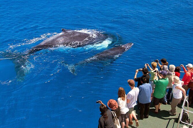 Full Day Bacardi Whale Watching - End Season March 30th - What to bring (because the tour won’t)