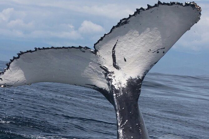 Full Day Bacardi Whale Watching - End Season March 30th - From Las Cañitas at 9:00 am: the day’s simple rhythm