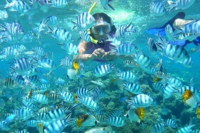 Full day Caribbean Catalina Island with snorkeling - Snorkeling at the Drop-Reef Zone: How to Get the Best Experience