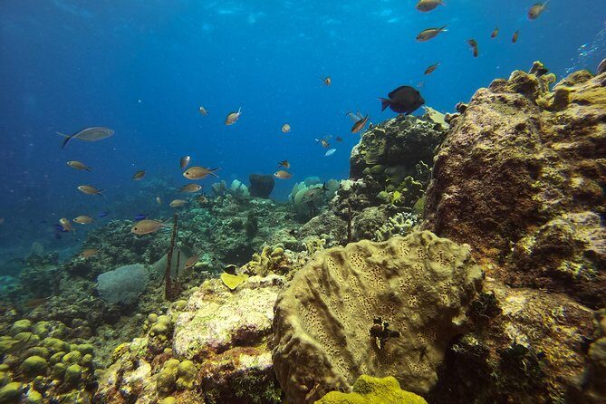 Full-Day Catalina Island Snorkeling Tour from Bavaro - Catalina Island Beach Time: Loungers, Lobster Mention, and the BBQ Reality