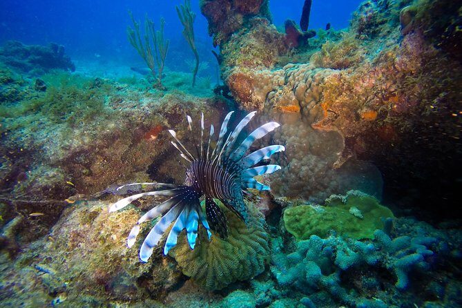 Full-Day Scuba Diving Catalina Island Tour from Bavaro - A full day built around two underwater stops and real beach time