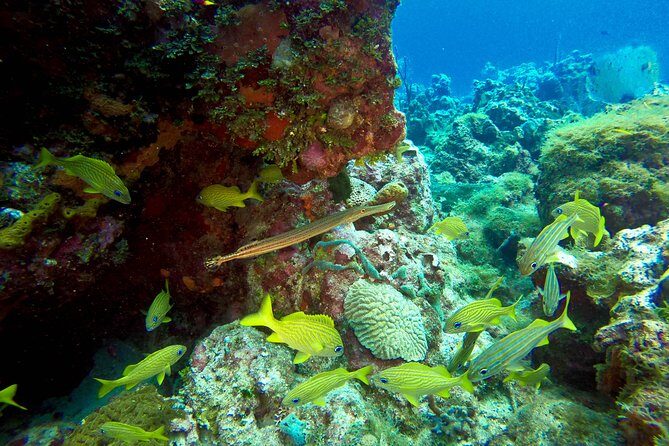 Full-Day Scuba Diving Catalina Island Tour from Bavaro - Underwater site one: The Wall and what you’ll look for