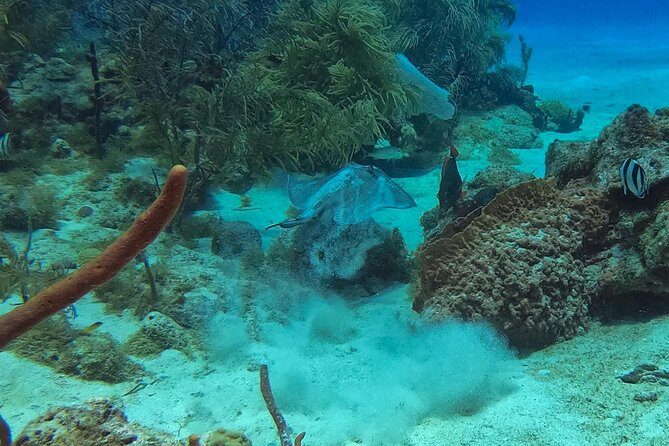 Full-Day Scuba Diving Catalina Island Tour from Bavaro - Underwater site two: The Aquarium and the critter hunt