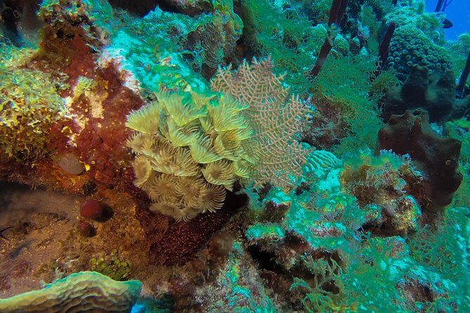 Full-Day Scuba Diving Catalina Island Tour from Bavaro - The island beach: sunbathing, swimming, and Dominican BBQ