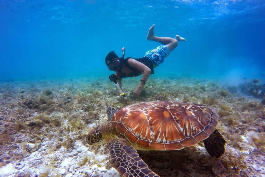 Full-Day Snorkeling Tour to Catalina Island - What’s Included, What’s Not, and How to Pack Like a Pro