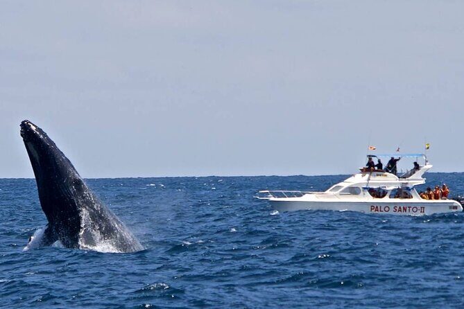 Full-Day Whale Watching Tour in Samana Bay from Cabeza de Toro - A 7:00 am start that sets the pace for a big day in Samaná