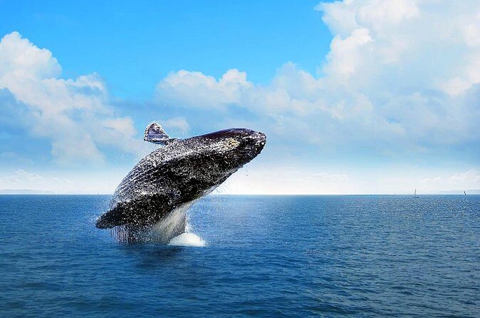 Full-Day Whale Watching Tour in Samana Bay from Cabeza de Toro - El Limón Waterfall: safari views, ranch lunch, and a short horseback ride