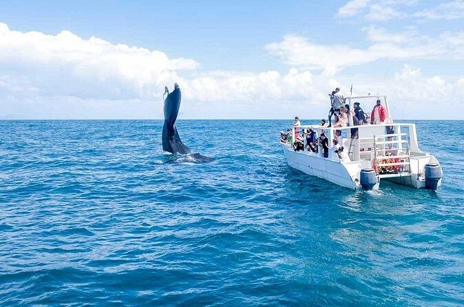 Full-Day Whale Watching Tour in Samana Bay from Cabeza de Toro - Who this tour fits best (and who should pick something else)