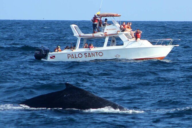 Full-Day Whale Watching Tour in Samana Bay from Cabeza de Toro - Cayo Levantado: your Caribbean reset between whales and waterfall