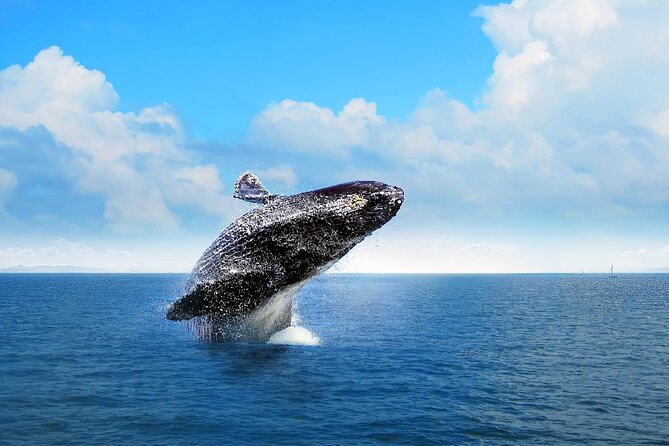 Full-day Whale watching Tour in Samana Bay from Punta Cana - Quick take: what makes this Samana day work