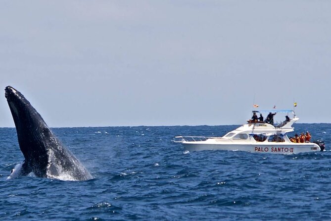 Full-day Whale watching Tour in Samana Bay from Punta Cana - Booking checklist: how to get the best day possible