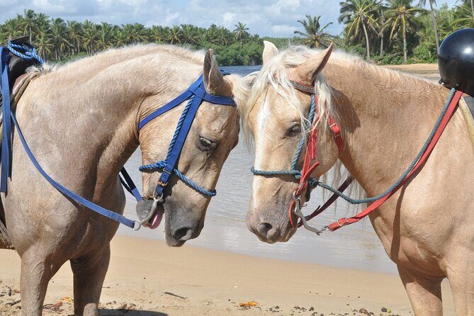 Half Day Buggies and Horseback Experience in Punta Cana - Horseback riding at a ranch and in the forest