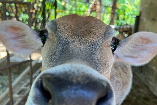 Half Day Safari and ATV or horses from Punta Cana - ATV or horses: how to choose the right ride