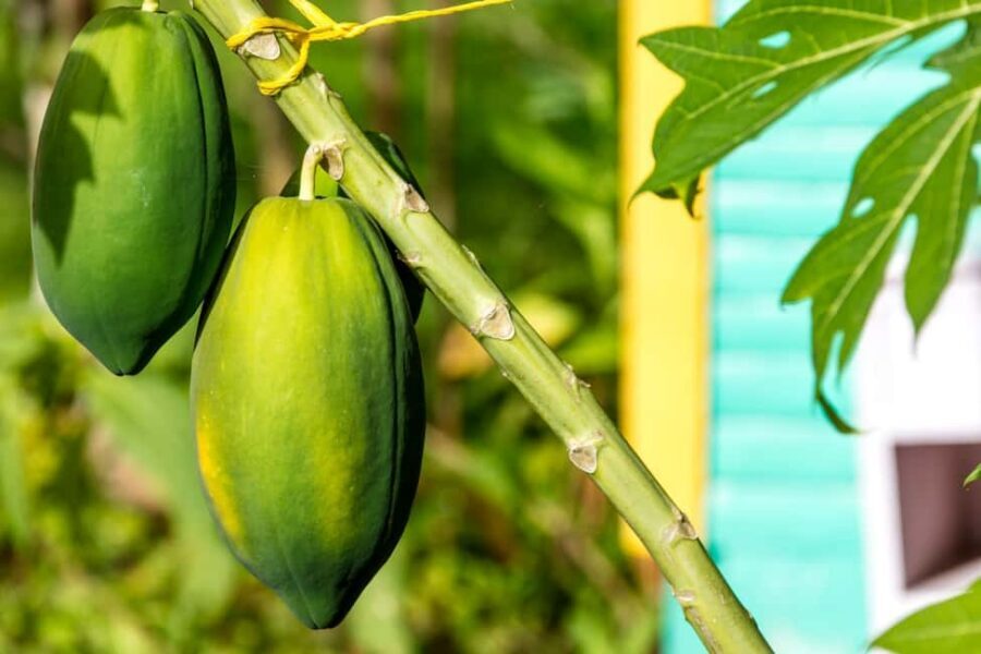 Higuey: Full-Day Tour with River Boat, Lunch, & Voodoo Show - Sugarcane Plantations and Crop Tastings: Where the Day Gets Real