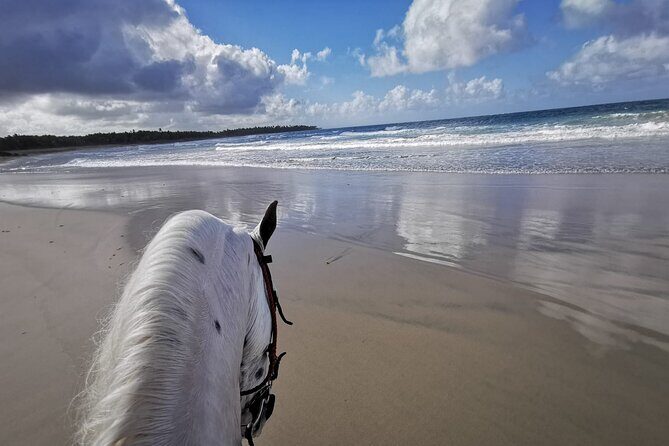 Horse Riding Experience through El Limon Beach - Quick hits before you go