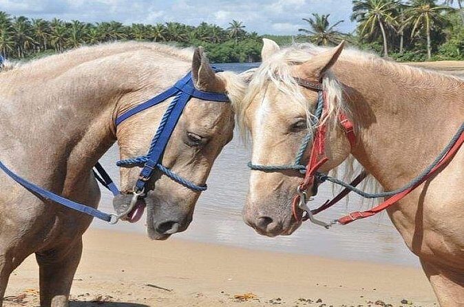 Horseback Riding to Maimon River from Punta Cana - The Value Check: Is $45 Worth It?