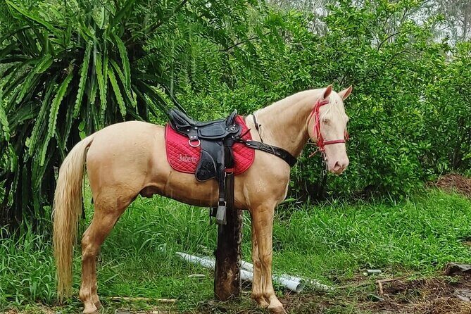 Horseback Riding tour near Santo Domingo with pick up and dropoff - Getting There: Pickup, Drive Time, and How the Day Flows