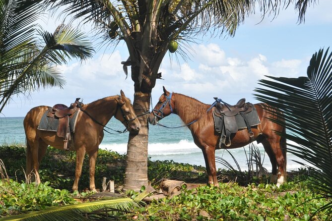 Horseback Riding Tour on the Beaches of Punta Cana - Starting at the ranch outside Punta Cana: animals first, then tack up