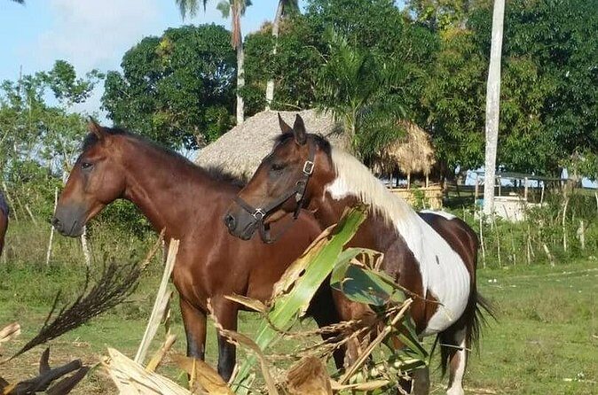 Horseback Riding with Pickup from Punta Cana - What you’re really paying for: value of $65 per person