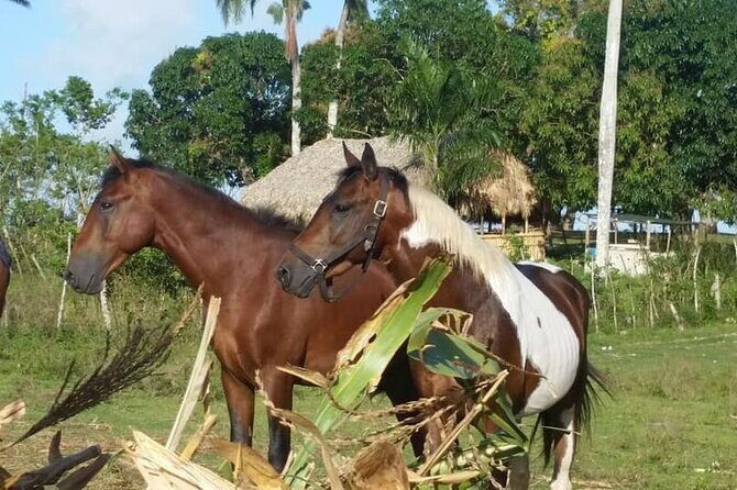 Horseback Riding with Pickup from Punta Cana - How to choose the right moment and get the best photos