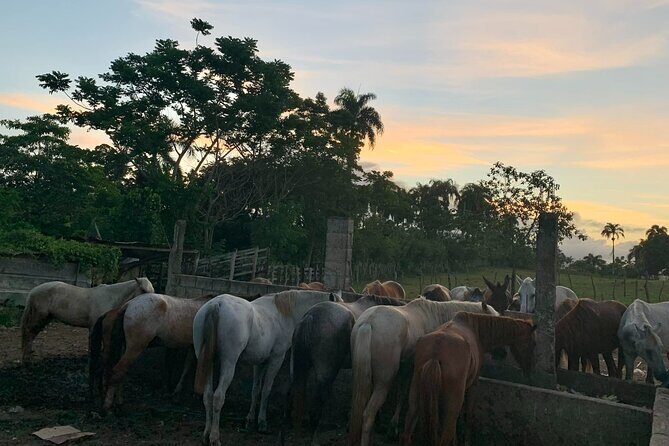 Horseback Riding with Pickup from Punta Cana - Ranch time: gift shop stops and Dominican candy