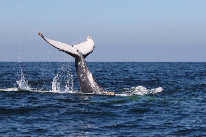 Humpback whales Watching + Samana Eco-Tour - Why Samaná’s humpbacks are the reason to care