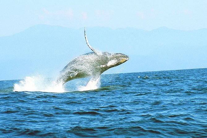Humpback whales Watching + Samana Eco-Tour - Getting there: the 6:00 am start and how the day actually flows