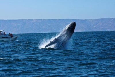 Humpback whales Watching + Samana Eco-Tour - Price and value: what $165 really buys you