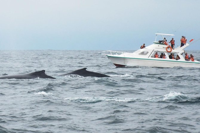 Humpback whales Watching + Samana Eco-Tour - Whale-watching reality check: the 98% promise and the weather truth