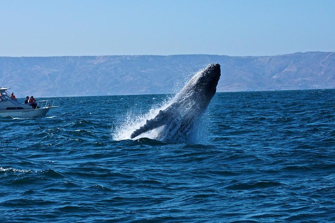 Humpback whales Watching + Samana Eco-Tour - Price and value: what $165 really buys you