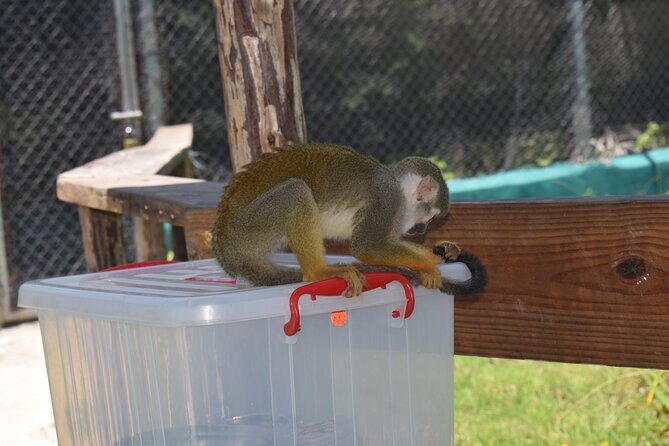 Interaction with Monkey Tour & city tour in Puerto Plata - A highlights route that actually makes sense in Puerto Plata