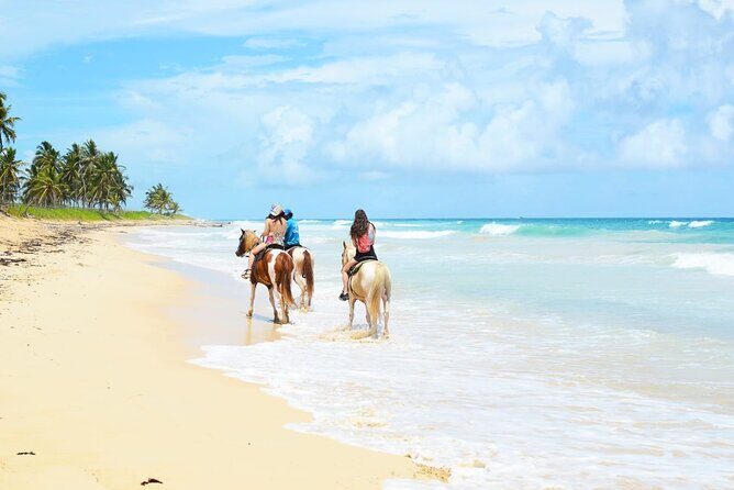 Jungle and Beach Horse Ridding round trip transportatin. - Key Things That Make This Horse + Beach Tour Worth Your Time