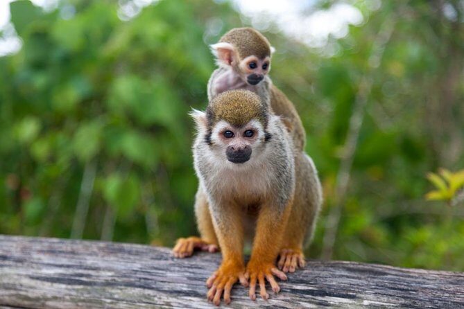 Jungle Buggies and Monkeyland from Punta Cana - Price and Value: Is $179 a Smart Buy?